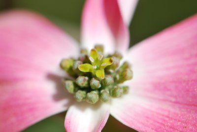 Cornus florida 'Cherokee Chief' - dřín květnatý 'Cherokee Chief' - květ, pupeny listeny (detail)